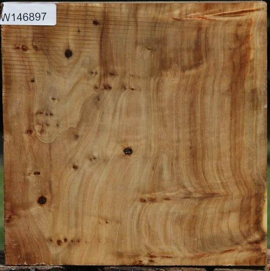 California Cottonwood Burl Bowl Blank