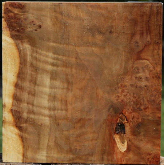 California Cottonwood Burl Bowl Blank