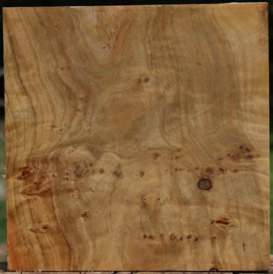 California Cottonwood Burl Bowl Blank