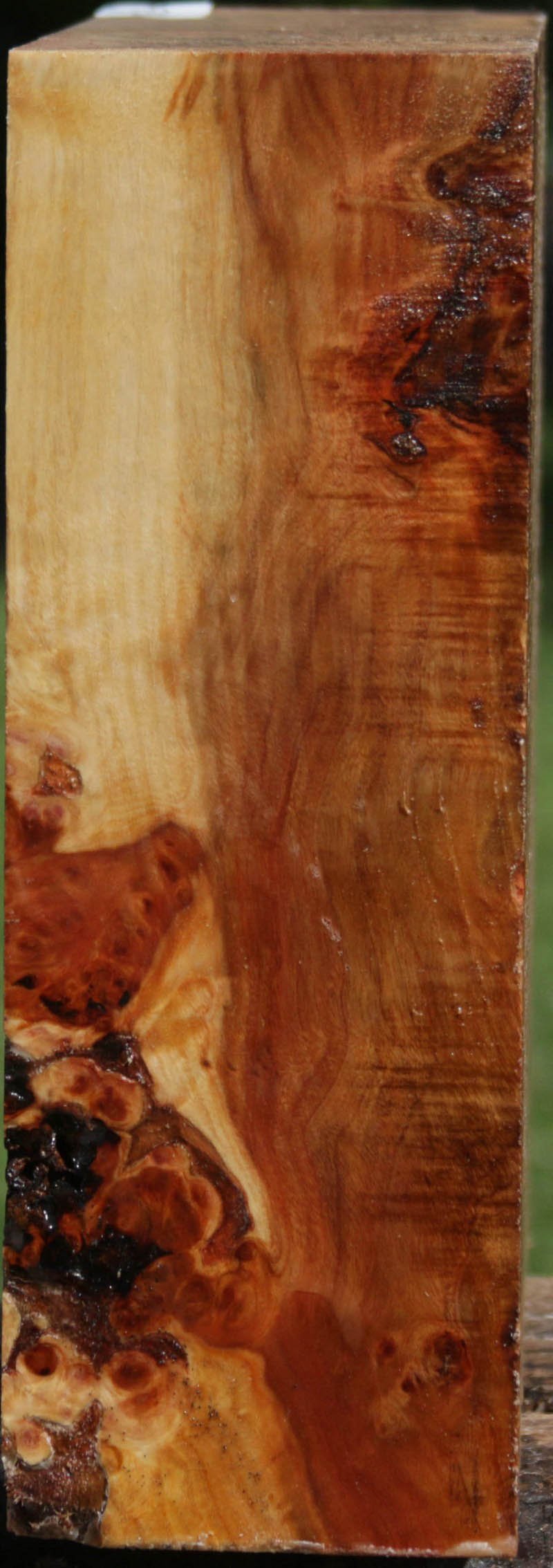 California Cottonwood Burl Bowl Blank