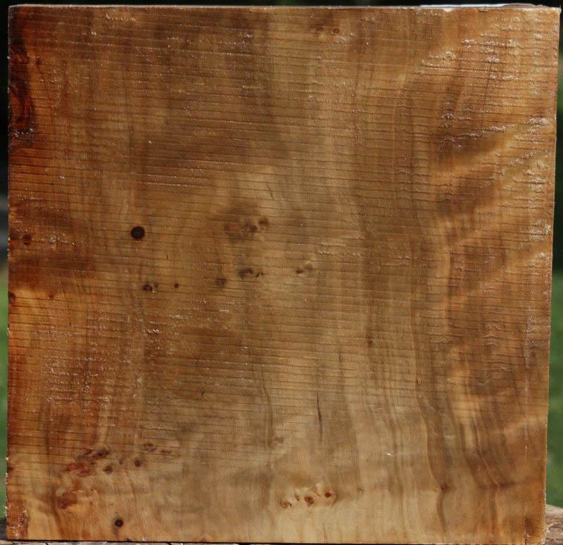 California Cottonwood Burl Bowl Blank