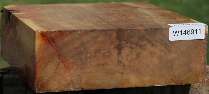 California Cottonwood Burl Bowl Blank