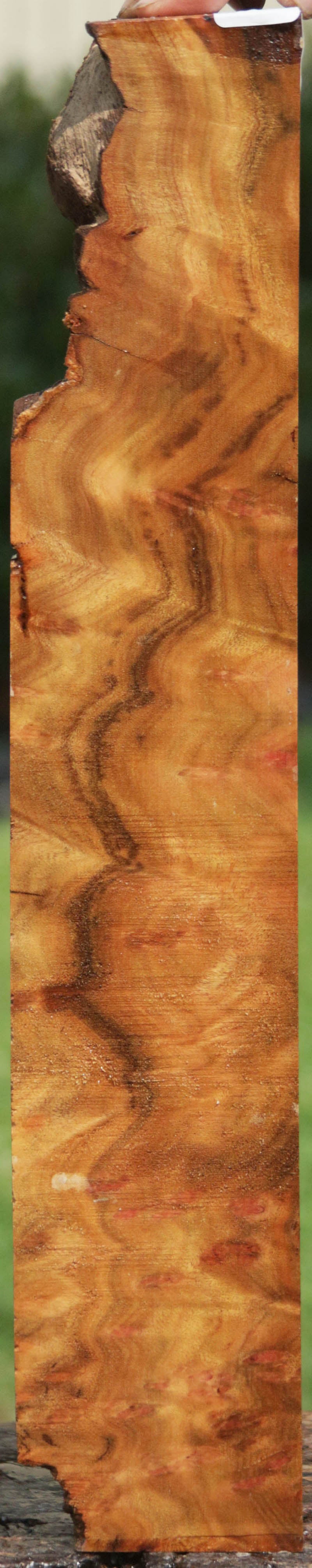 Camphor Burl Lumber