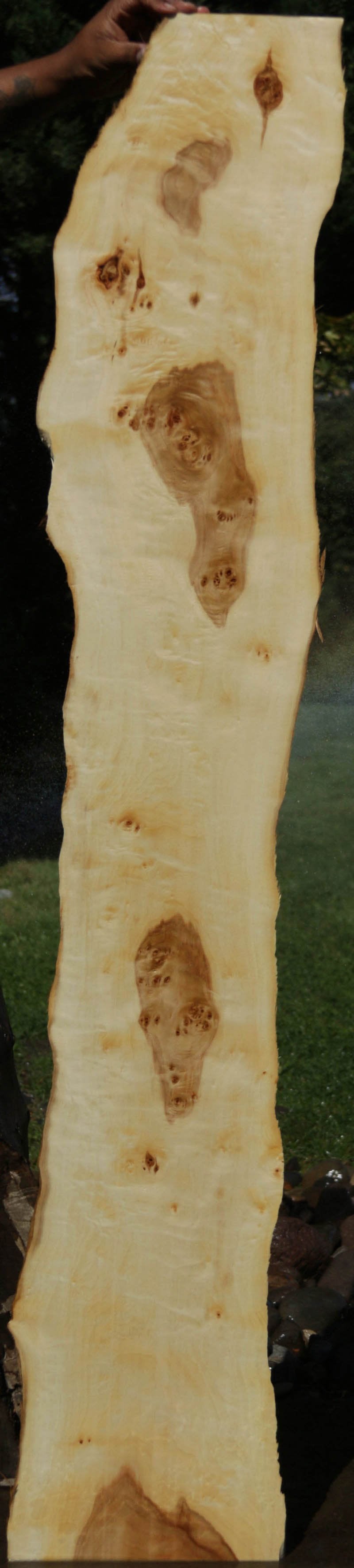 California Cottonwood Burl Lumber