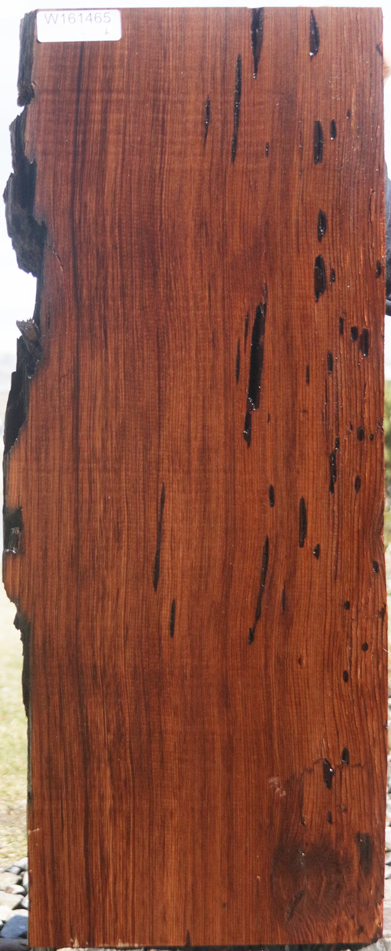 Rustic Wormy Red Cedar Mini Slab