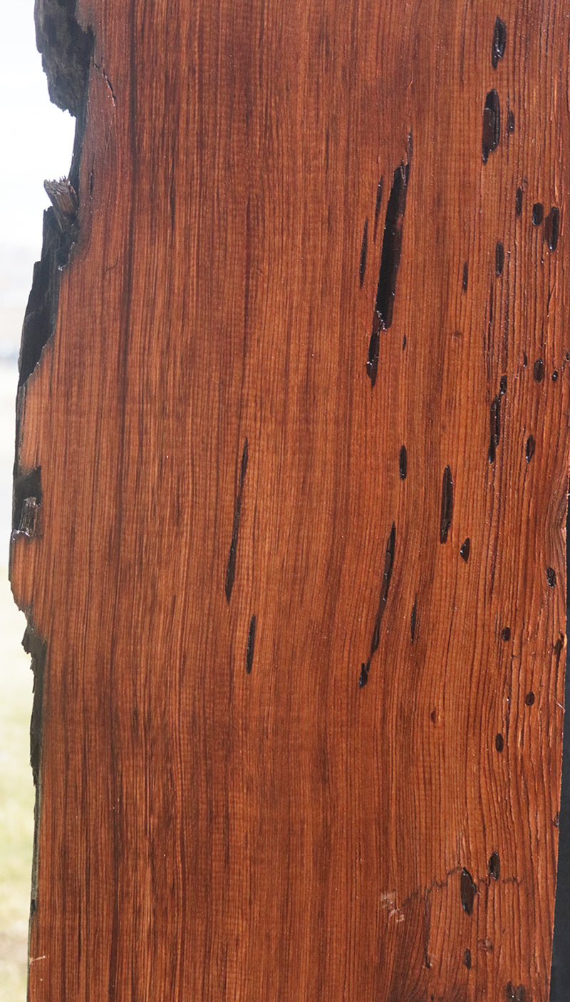 Rustic Wormy Red Cedar Mini Slab