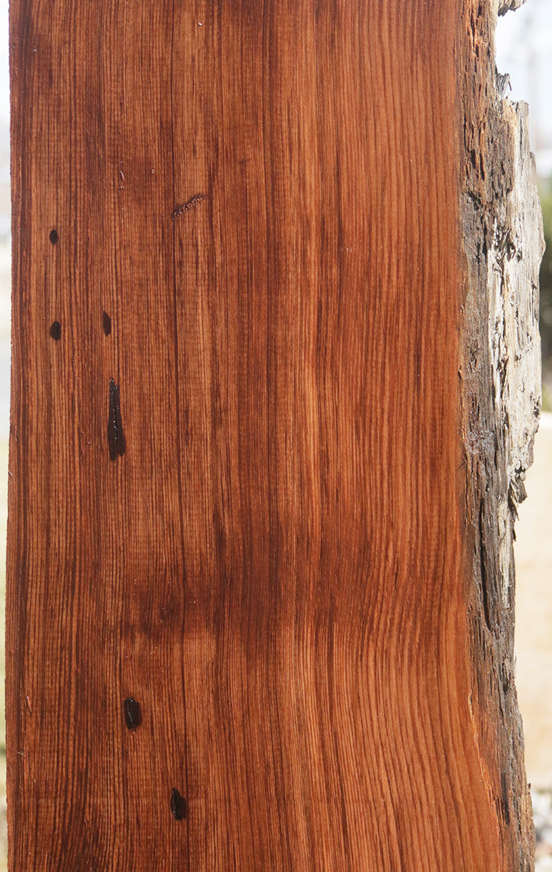 Rustic Wormy Red Cedar Mini Slab