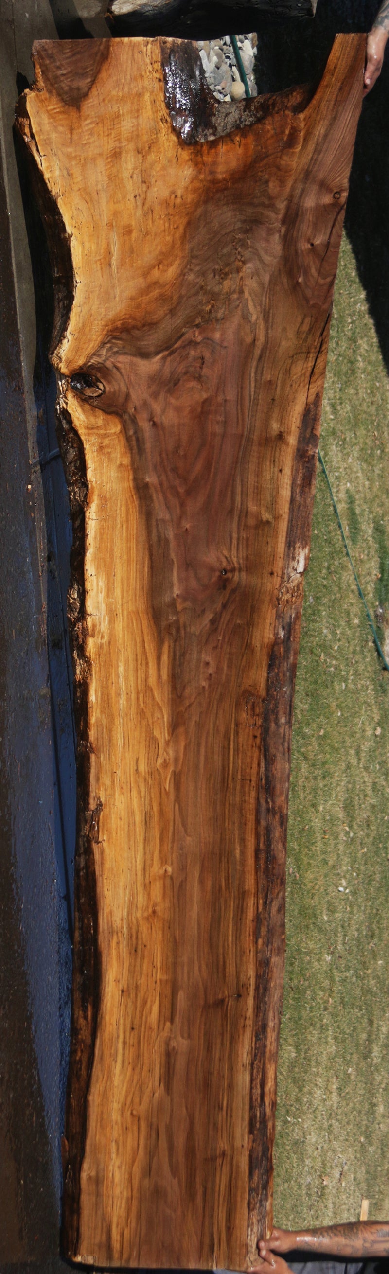 Claro Walnut Crotchwood Slab