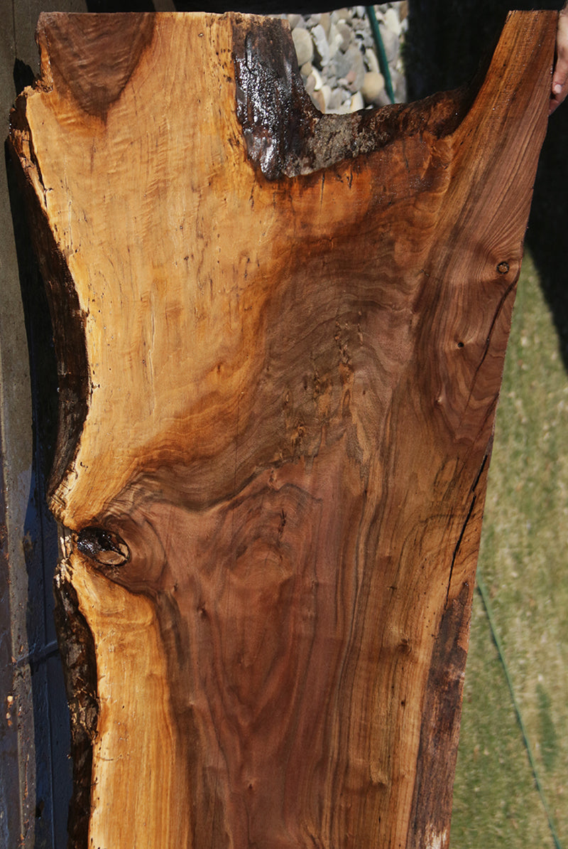Claro Walnut Crotchwood Slab