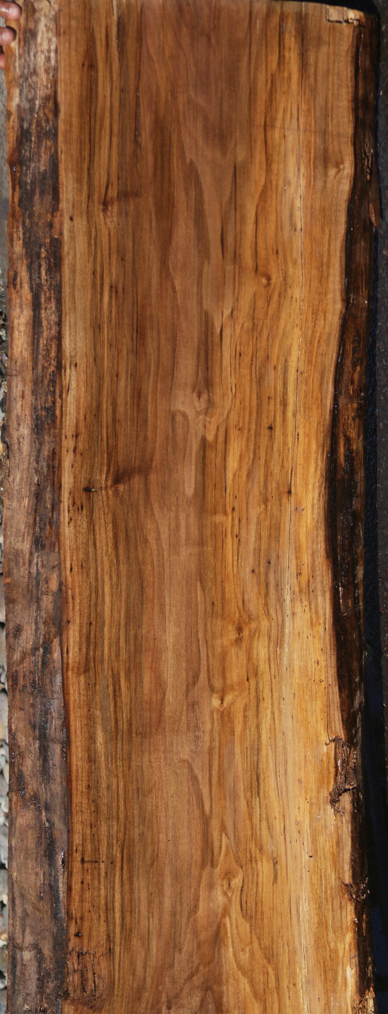 Claro Walnut Crotchwood Slab