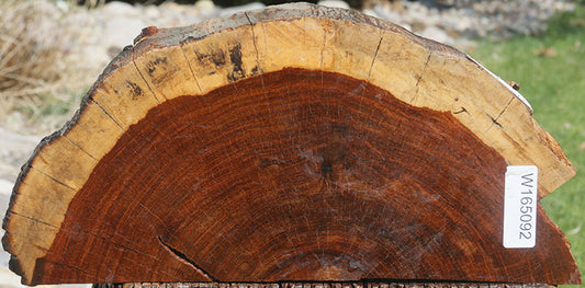 Macacauba Half Cookie