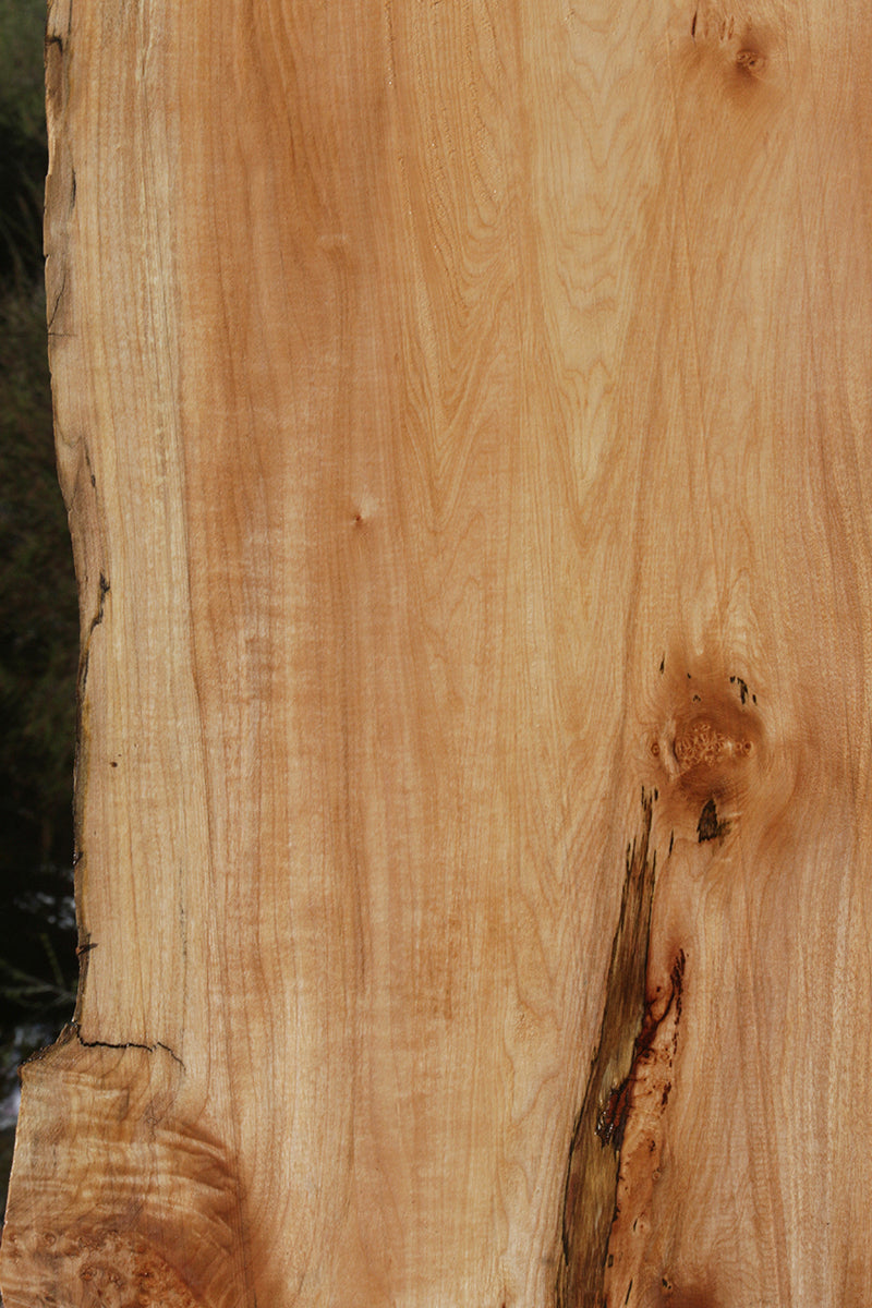 Cluster Burl Maple Live Edge Lumber