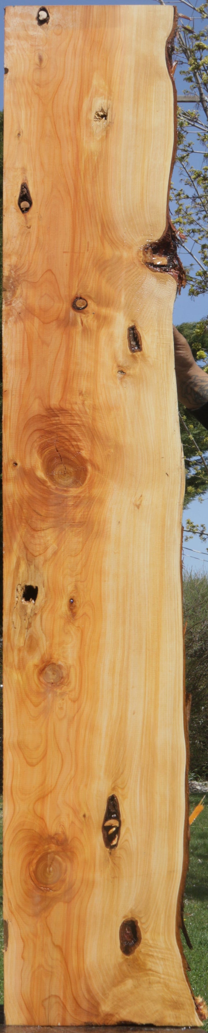 Juniper – Cook Woods