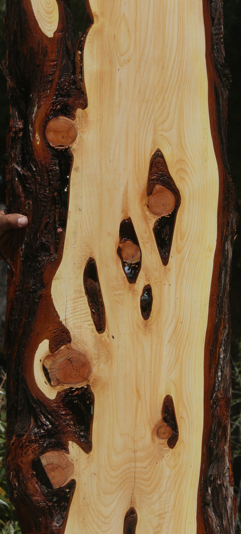 Rustic Knotty Juniper Lumber