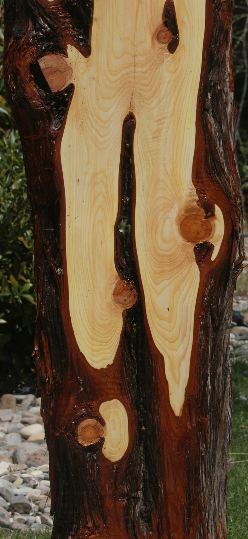 Rustic Knotty Juniper Lumber