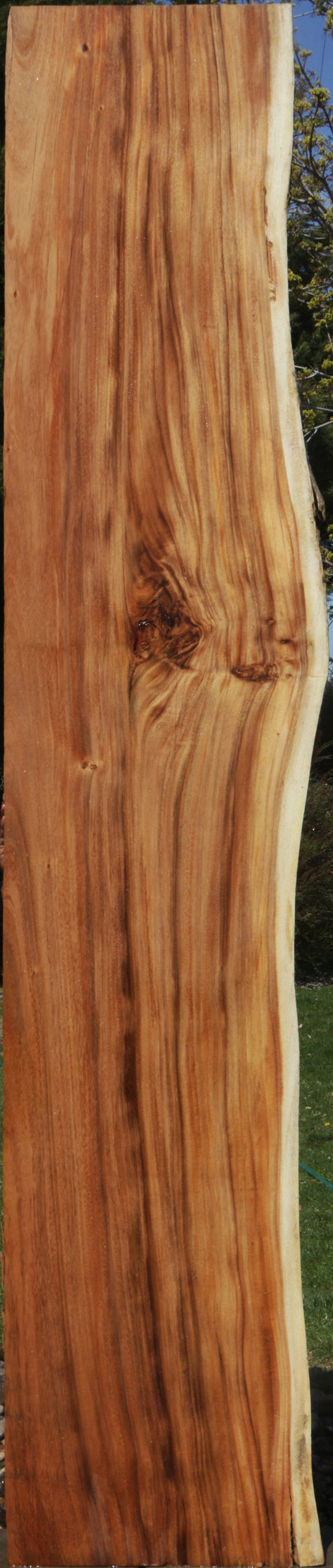 Rustic Monkeypod Live Edge Slab