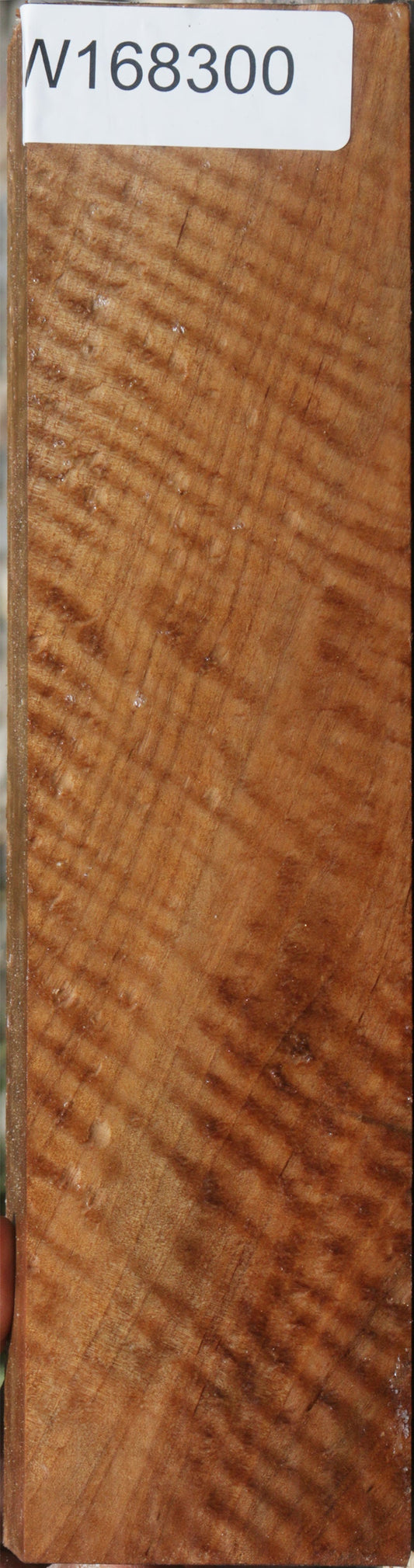 Exhibition Curly Asian Satinwood Lumber