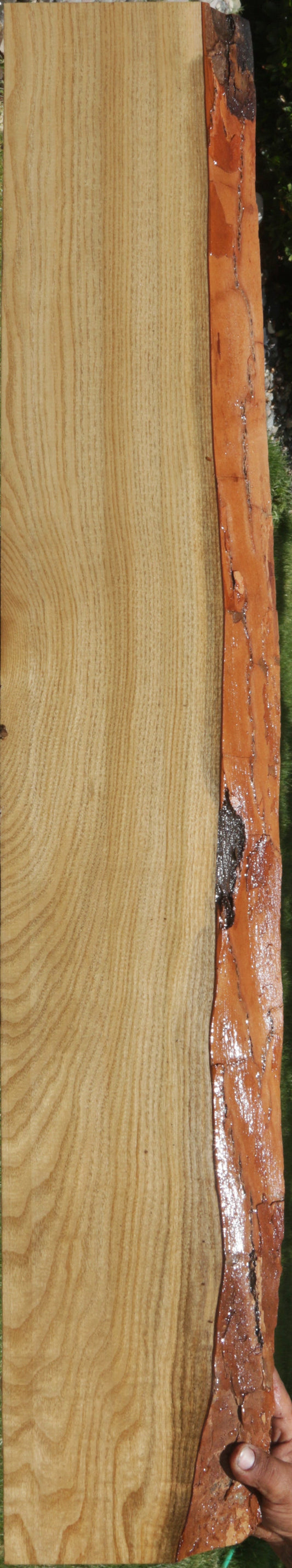 Sassafras Live Edge Lumber