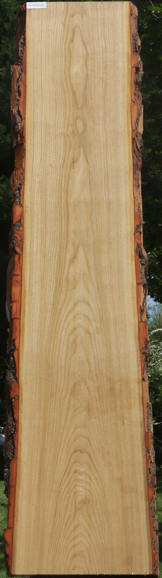 Sassafras Live Edge Lumber (MUST CUT to ship UPS)