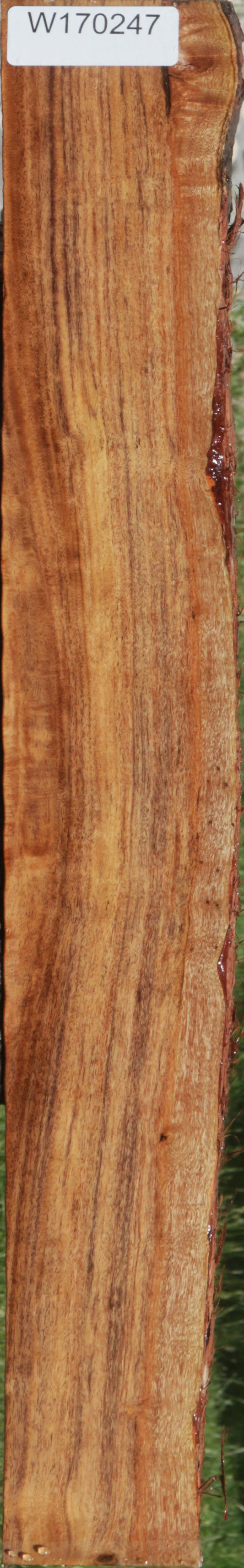 Figured Patagonian Rosewood Live Edge Lumber