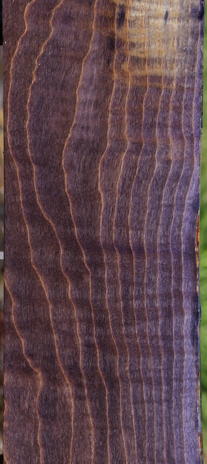 Blue Stabilized Maple Lumber