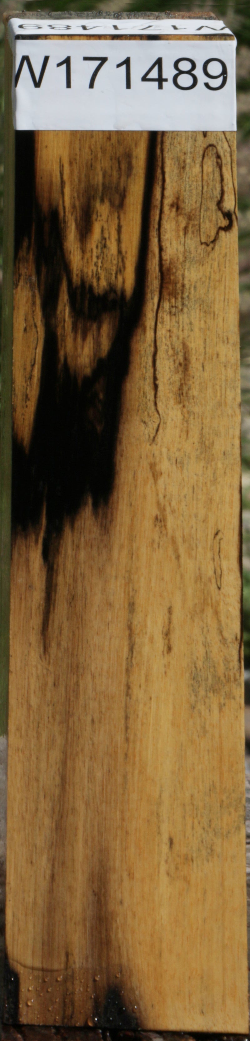 Spalted Black and White Ebony Lumber