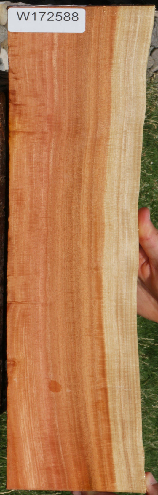 Extra Fancy Pink Ivory Live Edge Lumber