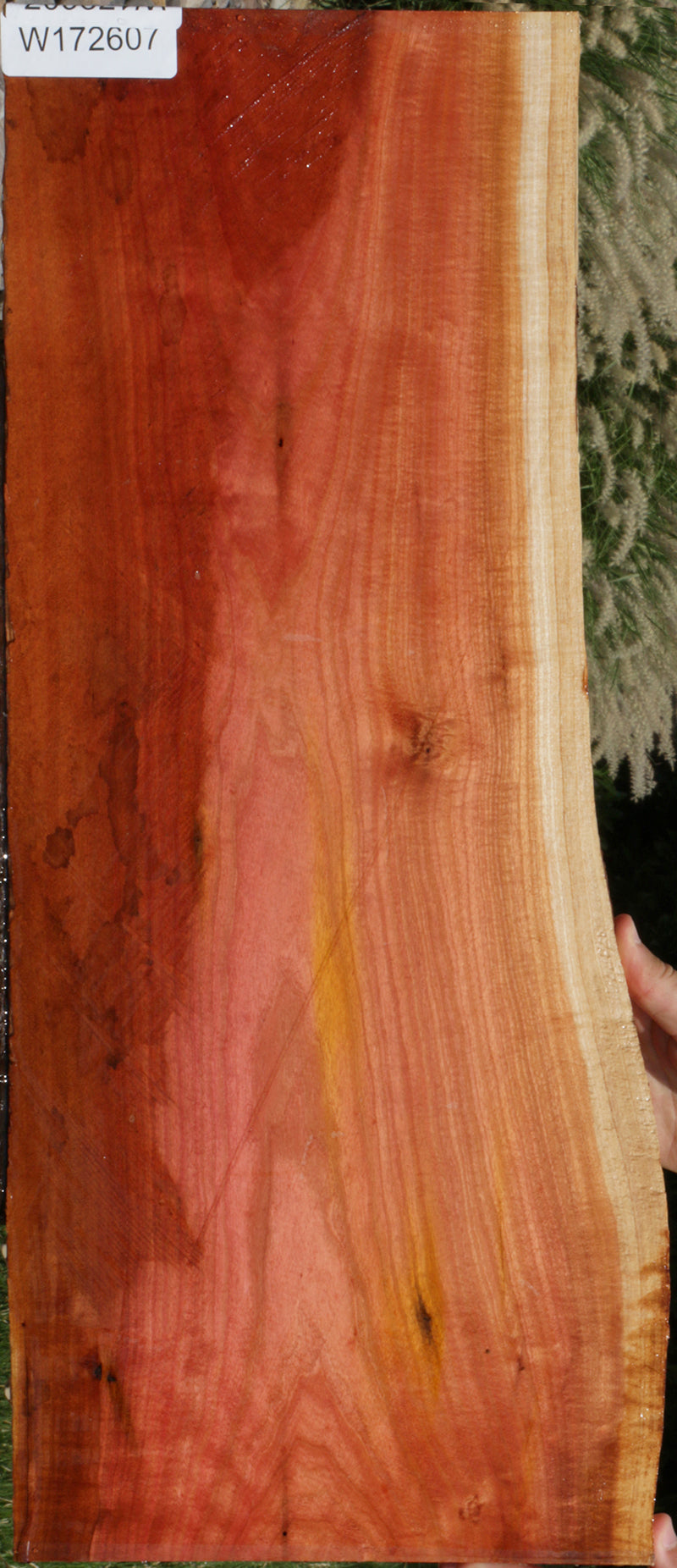 Extra Fancy Pink Ivory Live Edge Micro Lumber