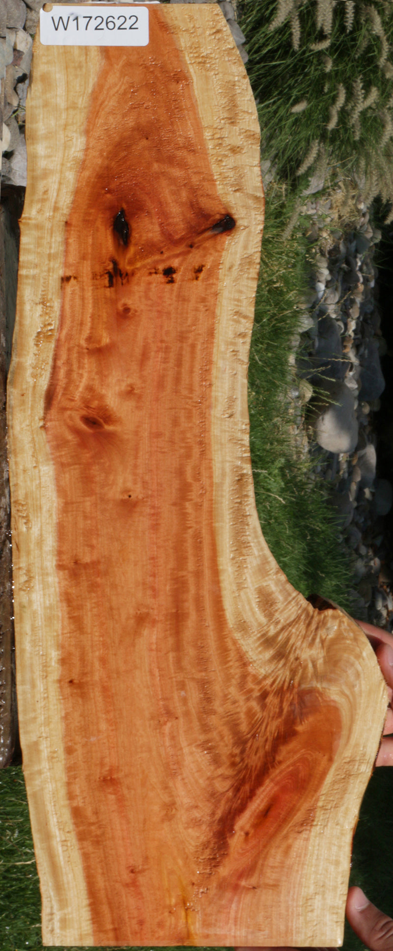 Extra Fancy Crotchwood Pink Ivory Live Edge Lumber