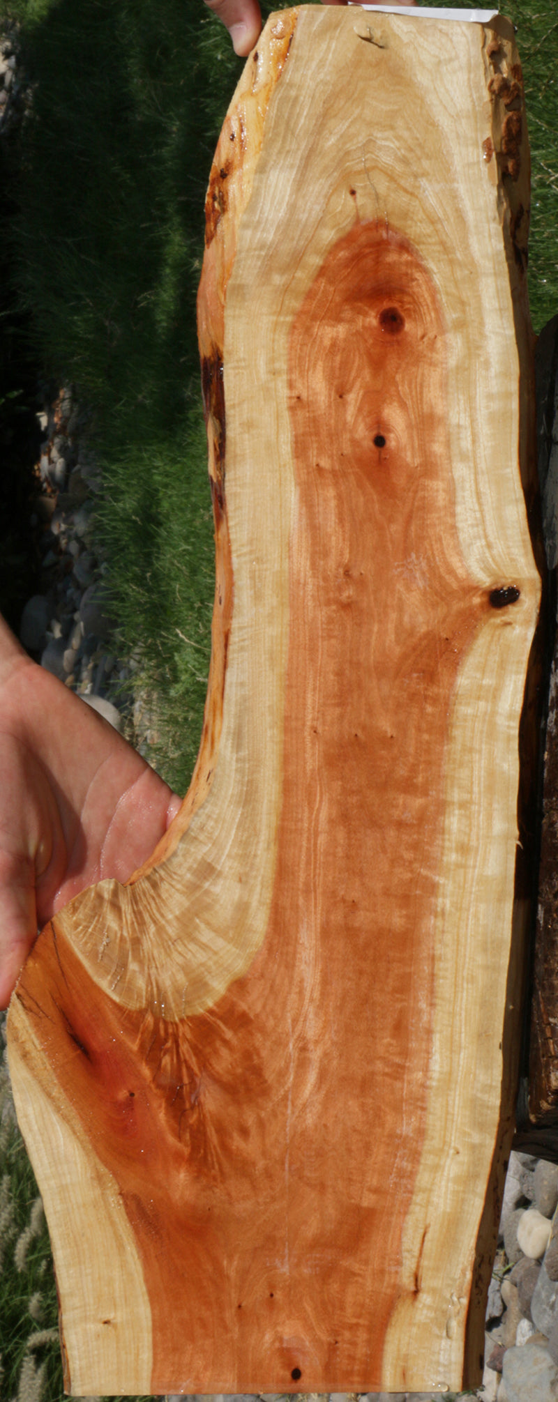 Extra Fancy Crotchwood Pink Ivory Live Edge Lumber