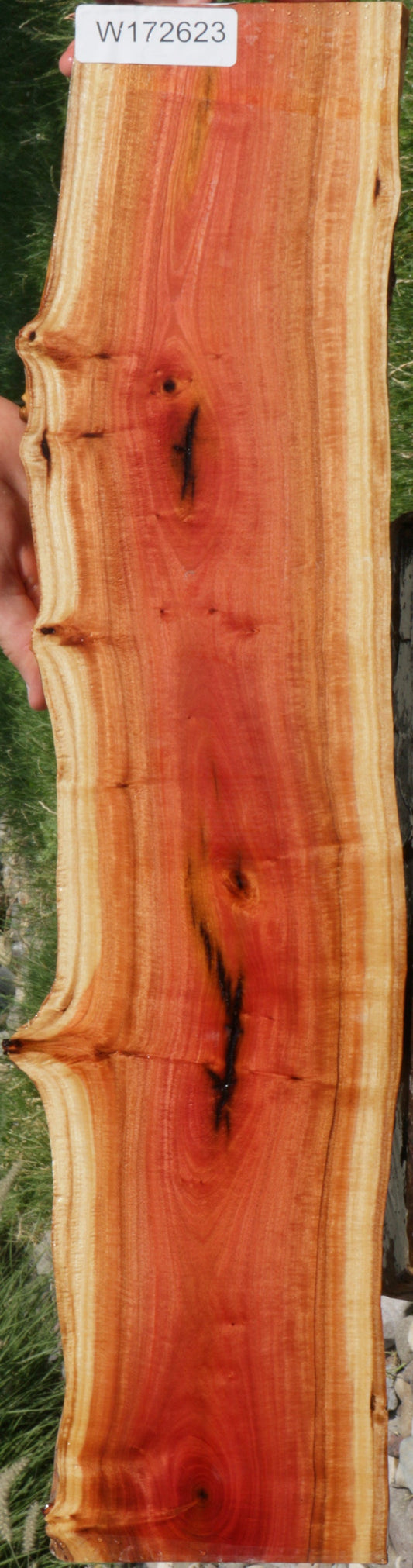 Exhibition Pink Ivory Live Edge Lumber