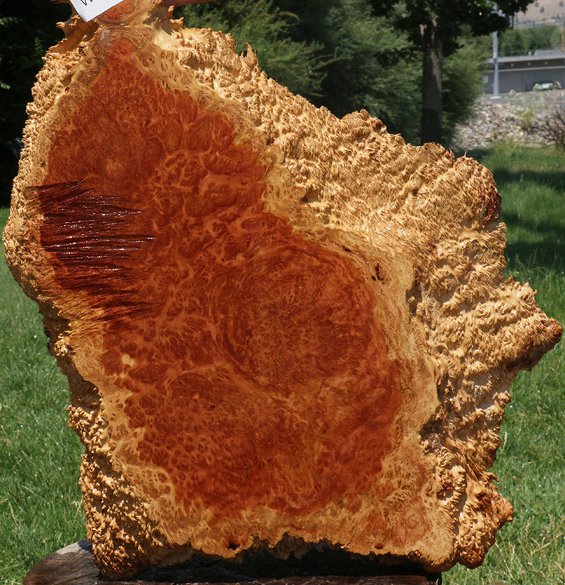 Extra Fancy Red Coolibah Burl Cookie