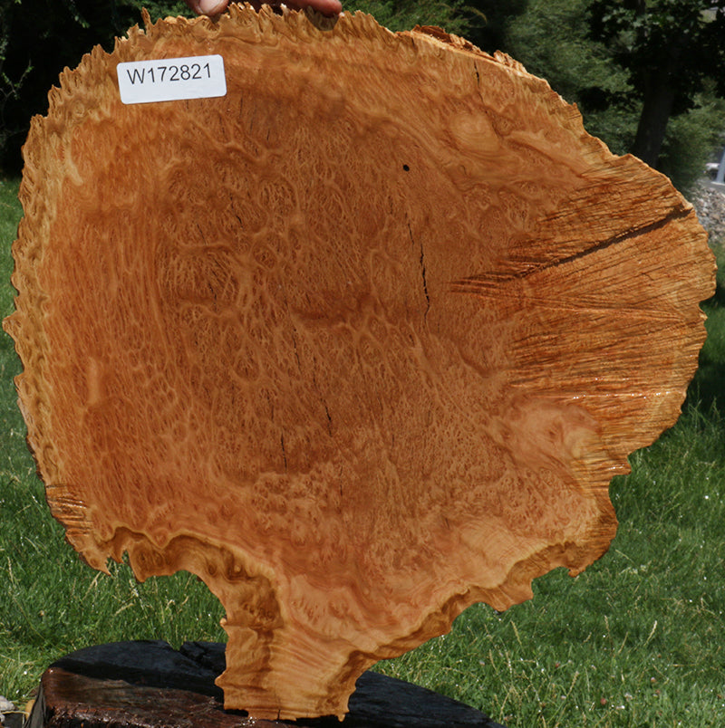 Extra Fancy Red Coolibah Burl Cookie