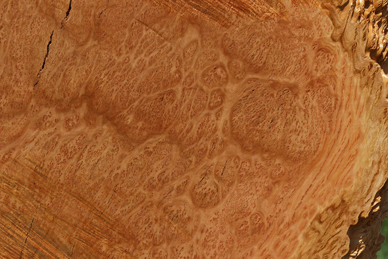 Extra Fancy Red Coolibah Burl Cookie