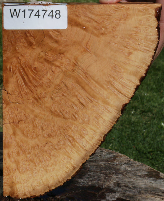 Exhibition Kanista Burl Live Edge Slice