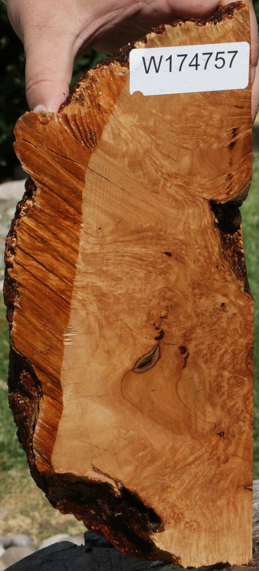 Exhibition Kanista Live Edge Burl Slice