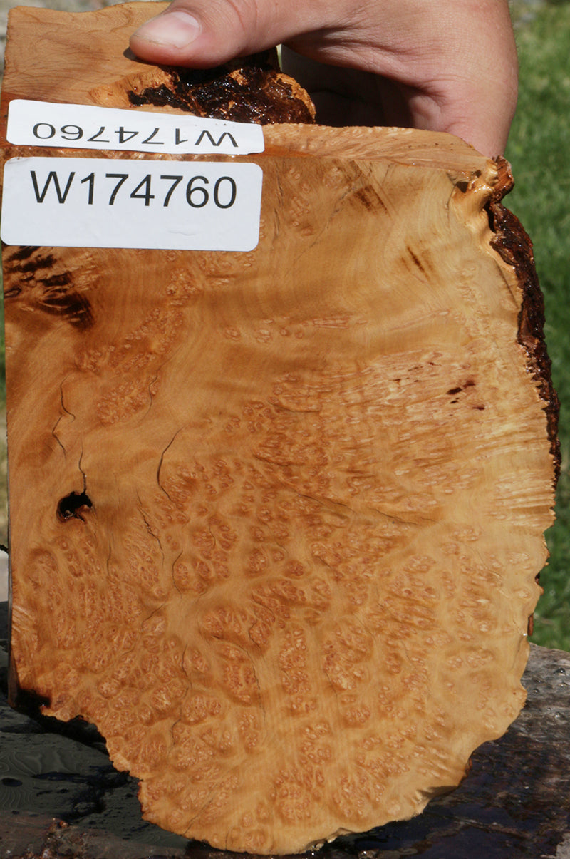 Extra Fancy Kanista Live Edge Burl Slice