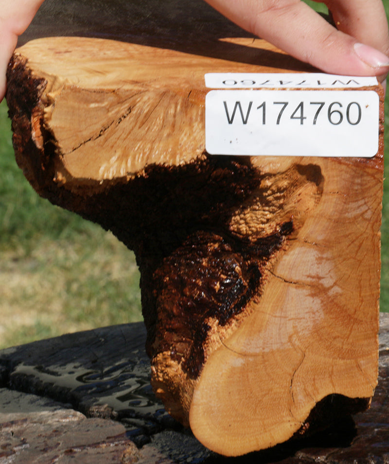 Extra Fancy Kanista Live Edge Burl Slice