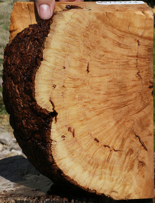 Extra Fancy Kanista Live Edge Burl Slice