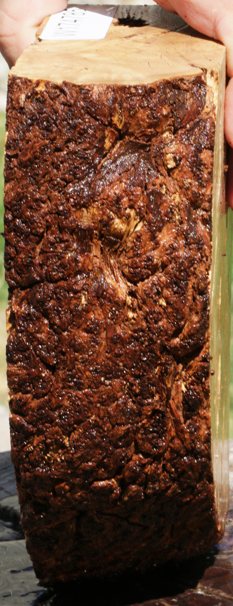 Exhibition Kanista Live Edge Burl Slice