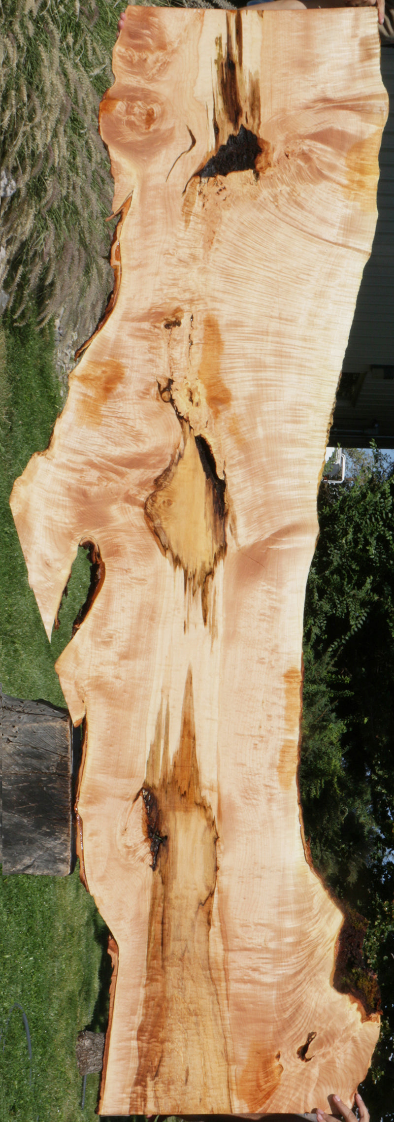 Quilted Fiddleback Maple Live Edge Lumber