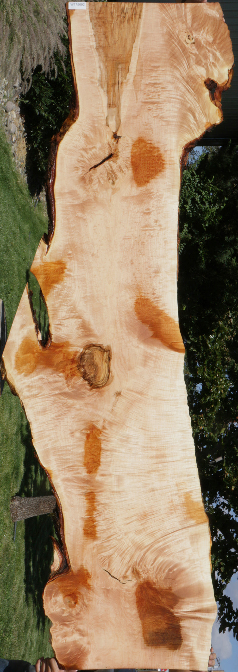 Quilted Fiddleback Maple Live Edge Lumber