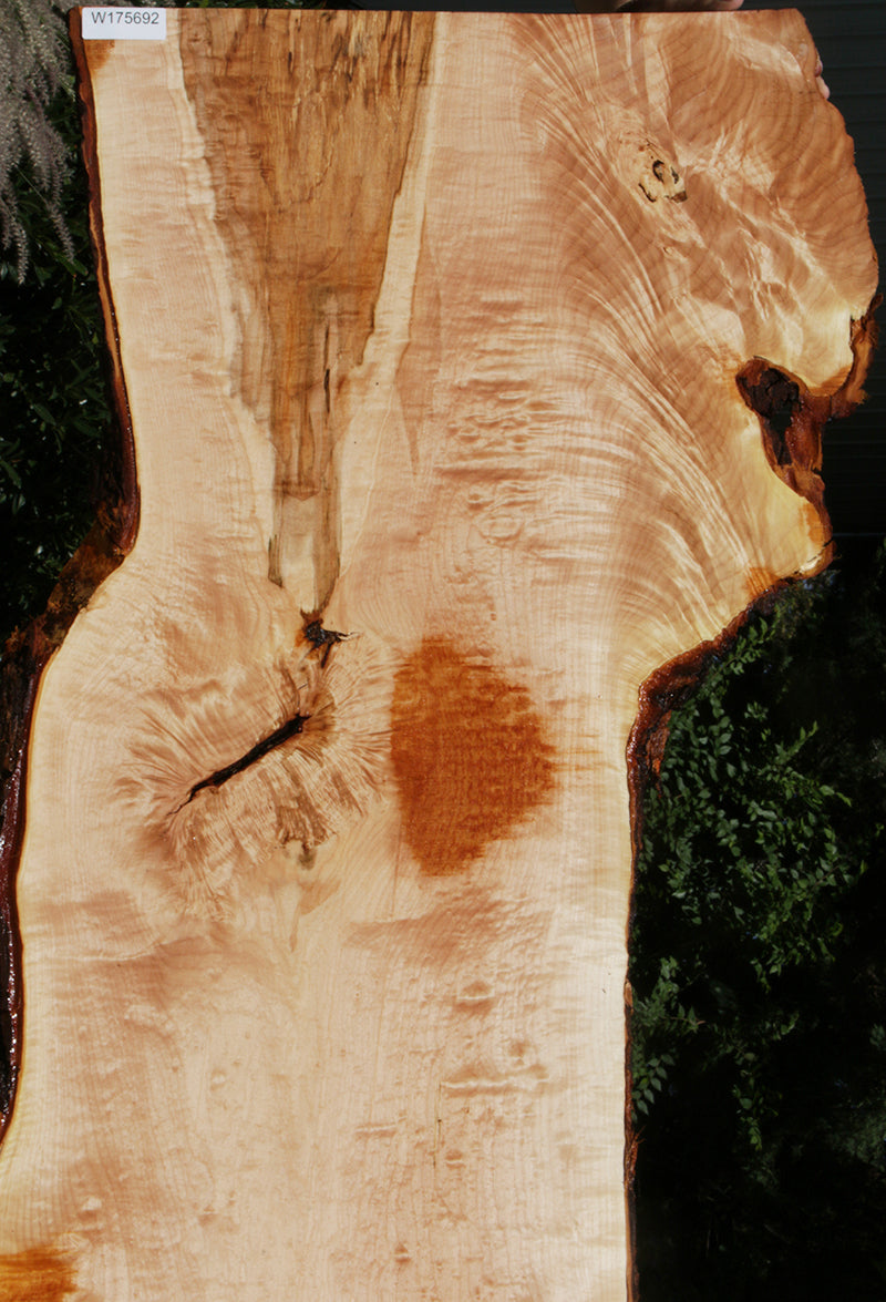 Quilted Fiddleback Maple Live Edge Lumber