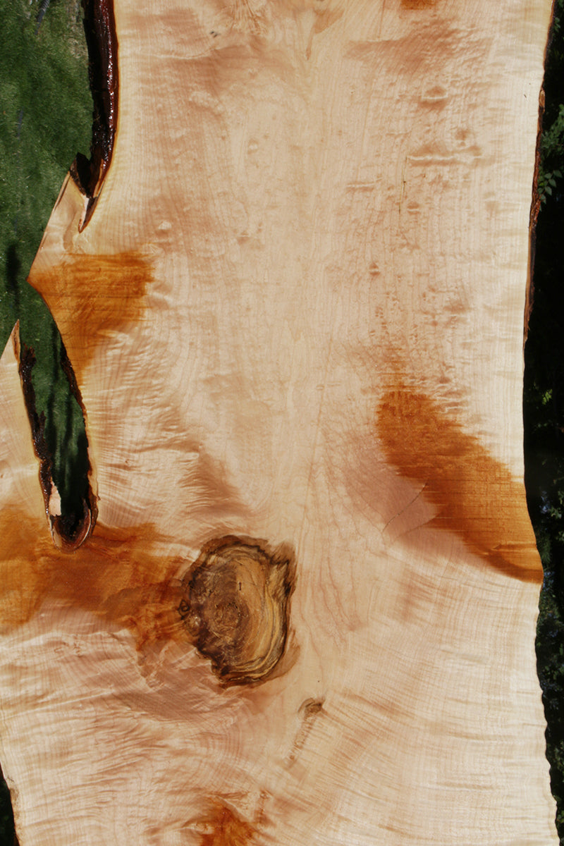 Quilted Fiddleback Maple Live Edge Lumber