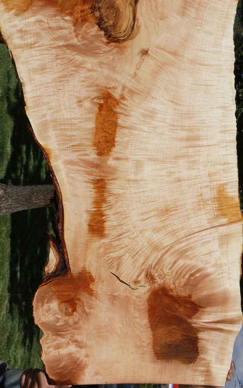 Quilted Fiddleback Maple Live Edge Lumber