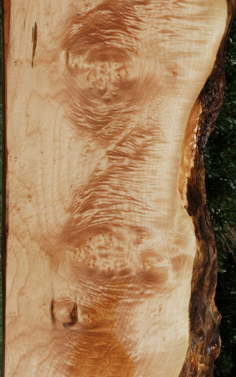 Quilted Maple Burl Live Edge Lumber (Freight Shipping Required)