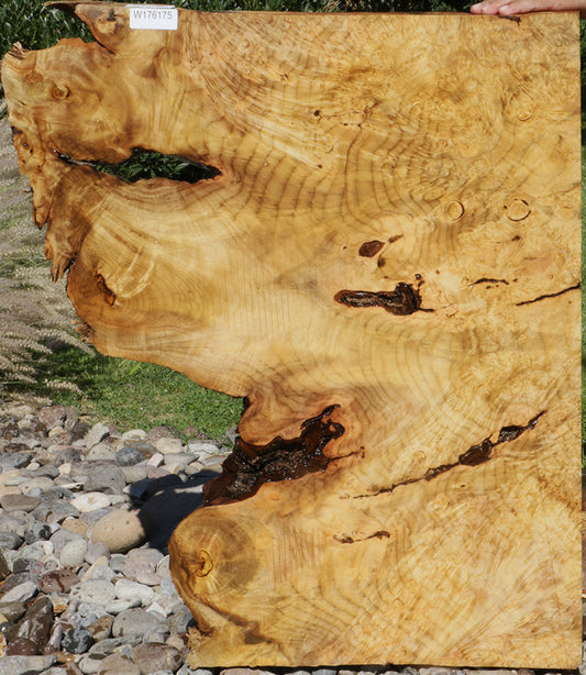 Rustic Myrtle Live Edge Lumber