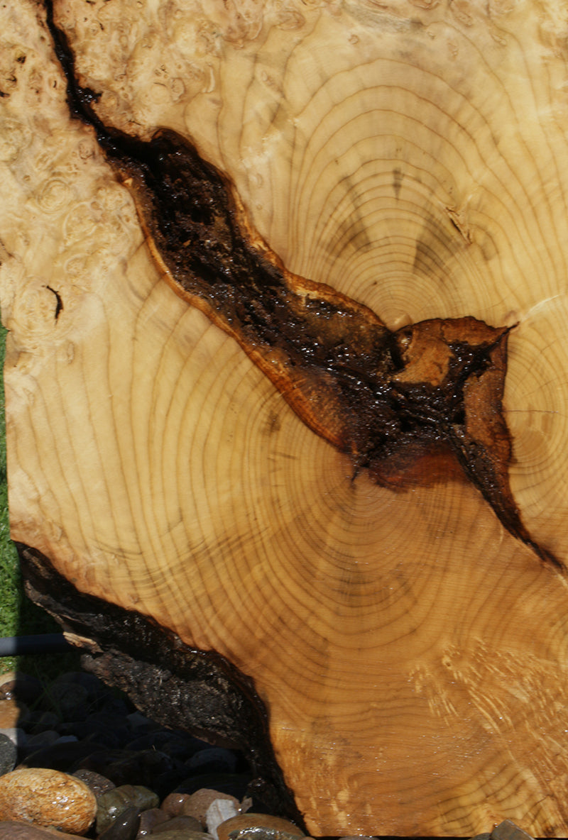 Myrtle Burl Lumber (Freight Shipping Required)