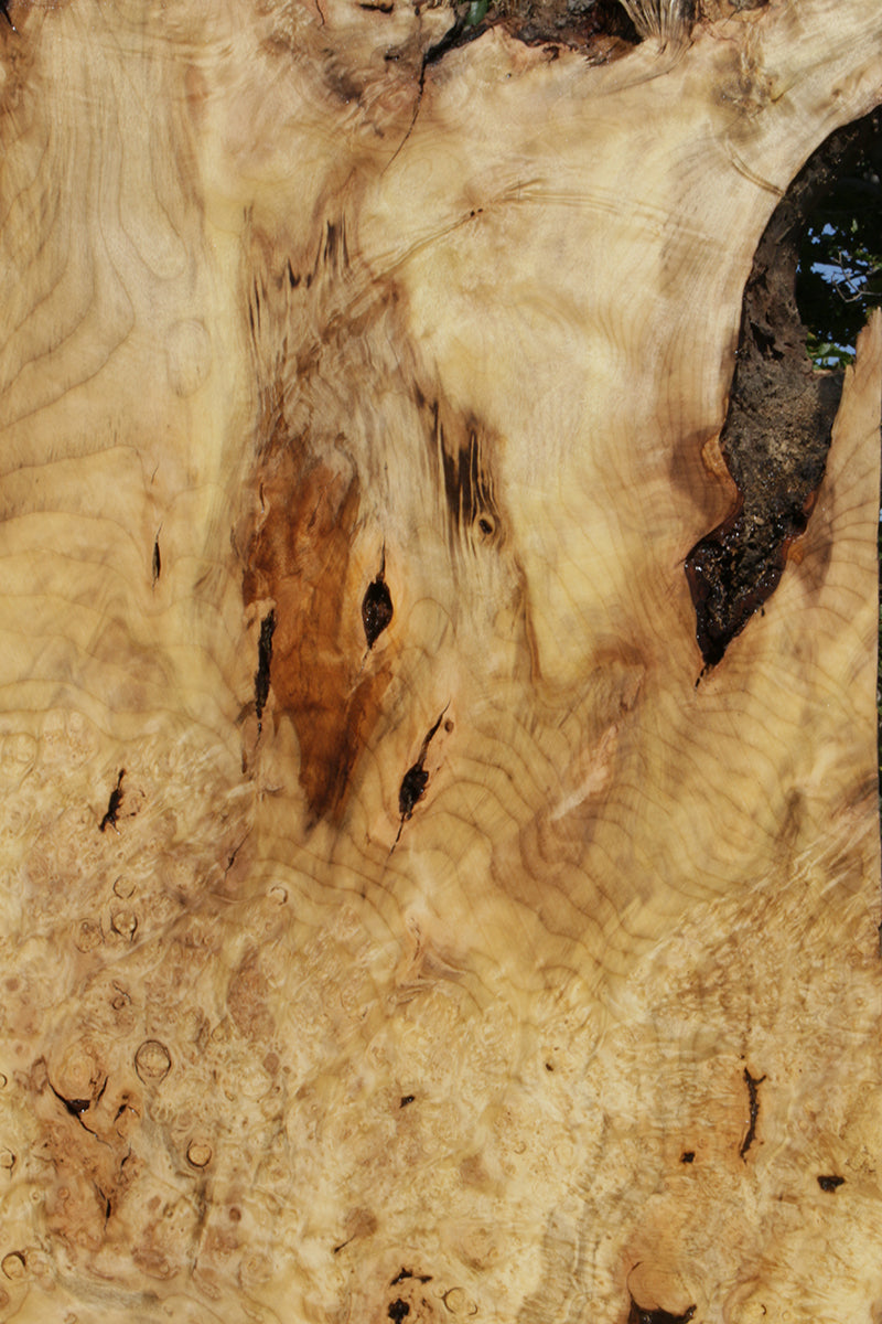 Myrtle Burl Lumber (Freight Shipping Required)