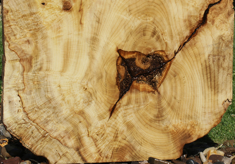 Myrtle Burl Lumber (Freight Shipping Required)